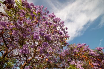 Fotobehang Jacaranda mimosifolia subtropische boom © Mauro Rodrigues