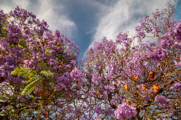 Obraz premium Jacaranda mimosifolia sub-tropical tree