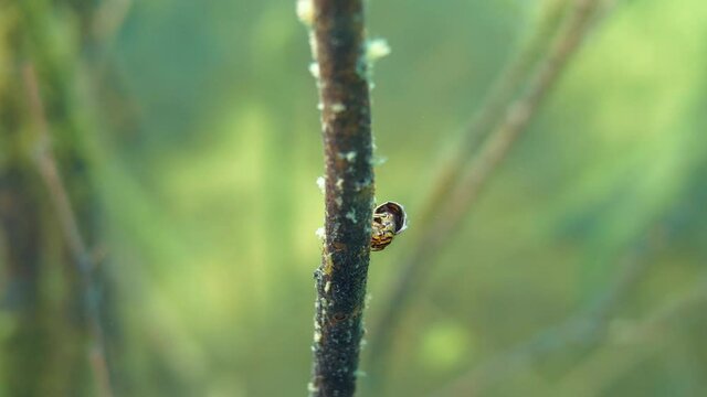 Phryganea caddisfly larva with protective case staying on branch underwater