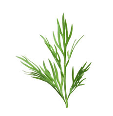 Sprig of fresh dill isolated on white