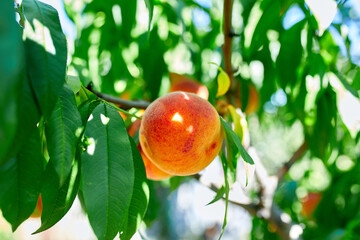 Peaches on the tree, Ripe summer peaches growing in a orchard