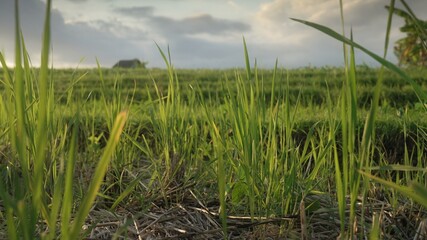 Beautiful paddy rice spikes winding in sloft light at sunset. Natural background for agricultural design. Rice cultivation in Bali, Indonesia. Tropical asian cultivated rice field with dry straw.