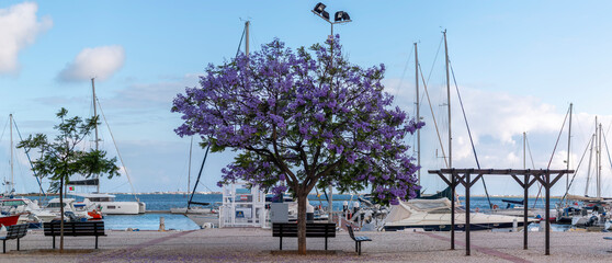 bench with tree near marina
