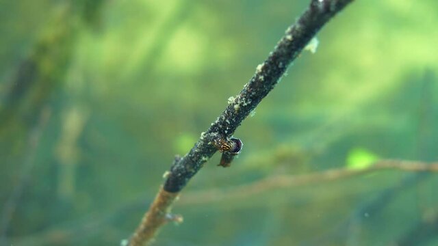 Phryganea caddisfly larva with protective case staying on branch underwater