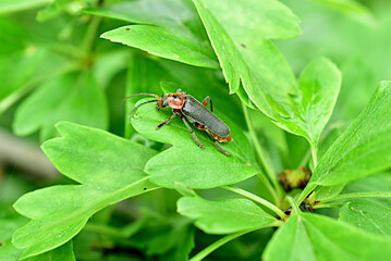 Close-up shot of a barbel beetle resting on a wide green leaf.