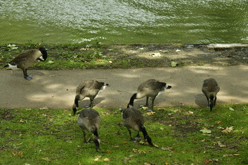 Canards géants  sur le chemin longeant les étangs au parc Hanssens à Vilvoorde 