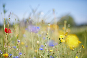 Blumenwiese mit bunten Blumen, Frühlingsmotiv, Schnittblumen zum pflücken, Mohn, Kornblumen, Butterblumen, Schönes Blumenmotiv für Frühling oder Sommer.