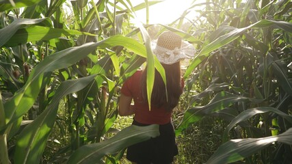 A happy female traveler coming out of the corn field plantation. A cute girl wearing a straw hat walking along the maize fields in the country side at summer vacations. Idyllic nature at farmland.