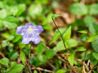 The name of blue flower is Nemophila. Scientific name is Nemophila menziesii.