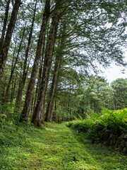 Fototapeta na wymiar Forest Trees Wood and Fields Landscape
