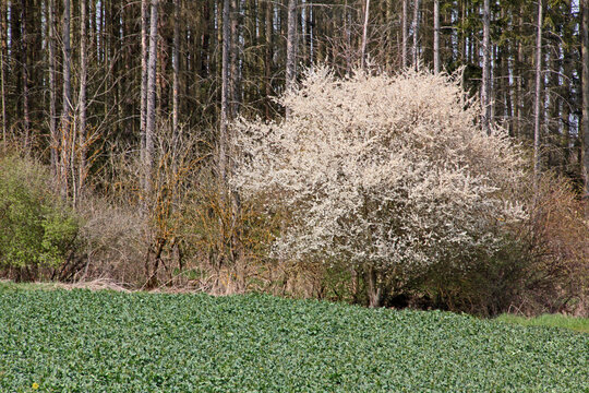 Wildkirsche