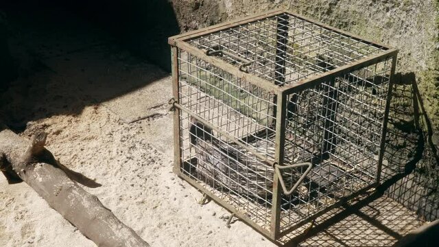 The porcupine is sitting in a small cage and trying to get out. An animal in captivity may be sick and quarantined or very scared. A prison with rays of scorching sunlight with an image inside. 