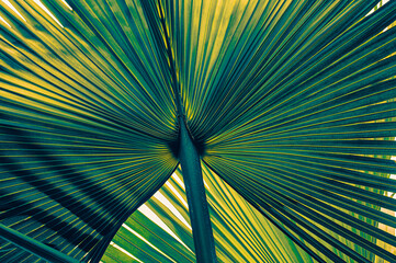 tropical palm leaf background, toned process