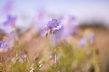 Lila Blumen in Wiese oder Feld, Frühling oder Sommermotiv mit Unschärfe im Hintergrund und Details