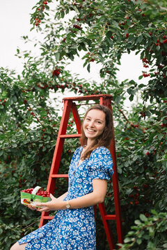Young woman picking cherries.