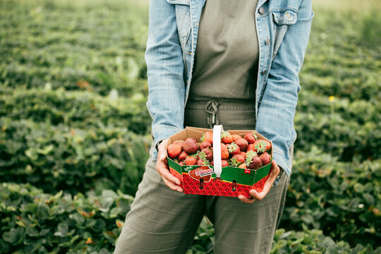 person holding a basket of strawberries