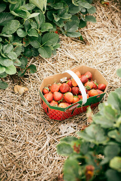 basket full of strawberries