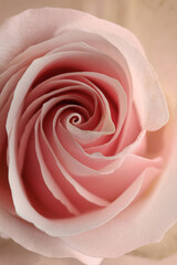 Beautiful pink rose, closeup view. Floral decor