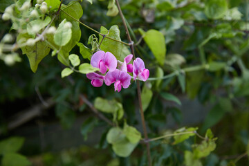 Lila Blüten umringt von Blättern.