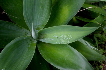 Obraz premium bromelia