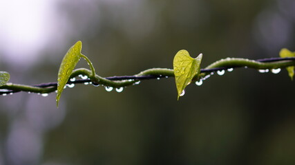dew on a leaf
