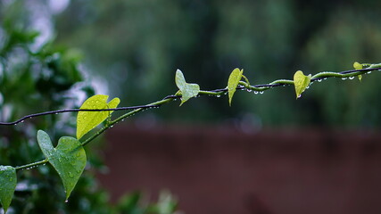 branches of a tree