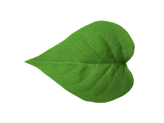 Leaf of sacred fig tree isolated on white. Buddhism concept