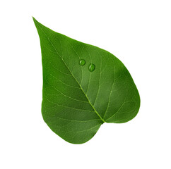 Fototapeta na wymiar Leaf of sacred fig tree isolated on white. Buddhism concept