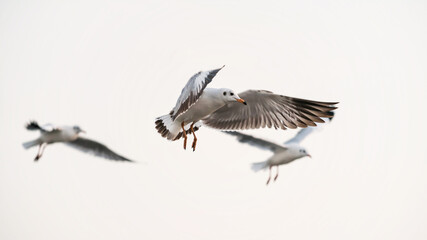 Seagulls fly in the sky at Bang Pu, Samut Prakan