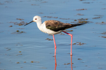 Black-winged stilt (Himantopus himantopus) in the wetlands