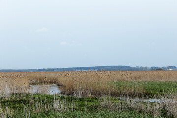 Backwaters of the Narew River