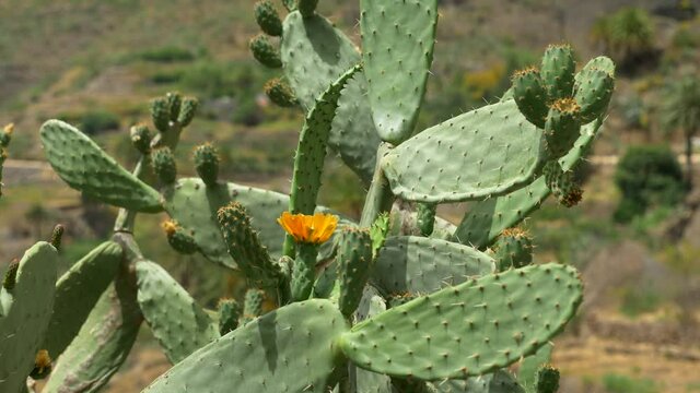 Masca Tenerife The Canary Islands are full of cactus and sand with mountains and valleys.