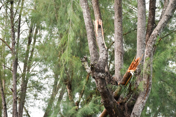 The branches of the pines were struck by lightning and were torn down.