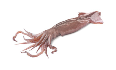 Raw squid isolated on white. Fresh seafood