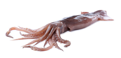 Raw squid isolated on white. Fresh seafood