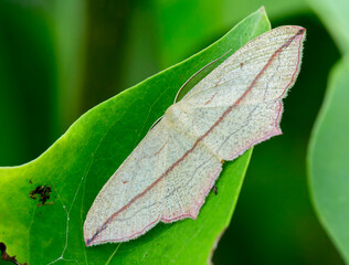Timandra comae moth
 The forewings are 12-14 mm, beige, with a pointed tip and a straight brown-red line that stretches from the tip of the wing to the middle of its posterior edge.