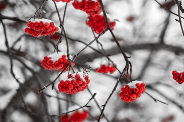 red berries in snow