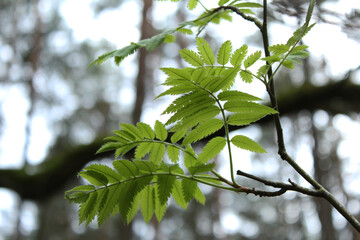 Green leaves