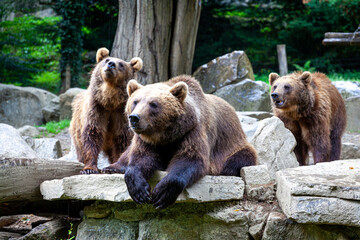 bear in argeles gazost zoo