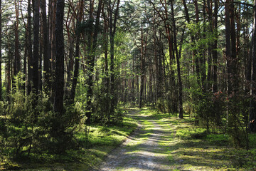 Forest Road