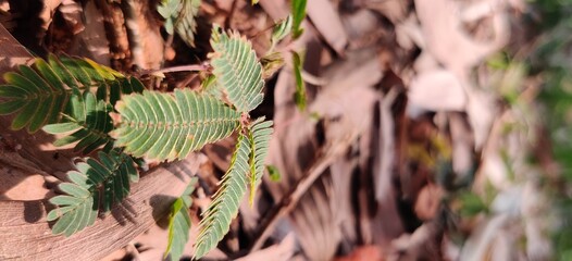 close up of a plant