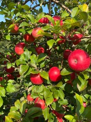 red apples on a branch