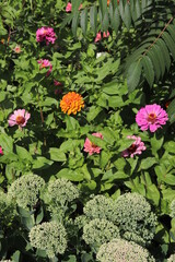 flowers in the garden