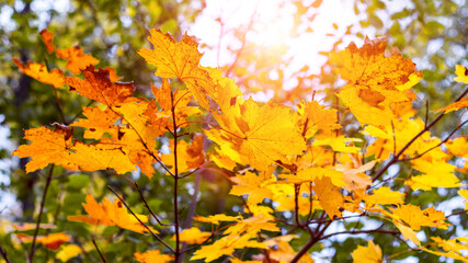 Bright yellow maple leaves on a tree in the forest in sunny weather