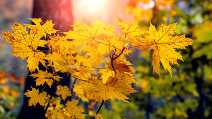 Naklejka na ściany i meble Yellow maple leaves in the forest on a tree during sunset