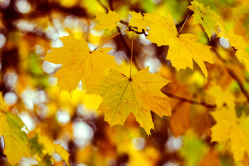 Yellow maple leaves on a tree in the autumn forest