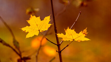 Yellow maple leaves in the forest on a tree close up on a blurred background during sunset in warm autumn colors