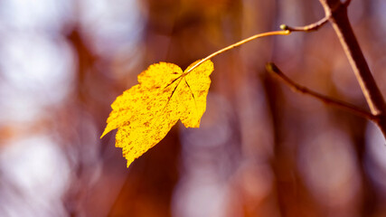Yellow leaf on a tree branch in the forest on a blurred background, the last autumn leaf