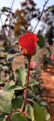 Obraz premium red rose in the garden