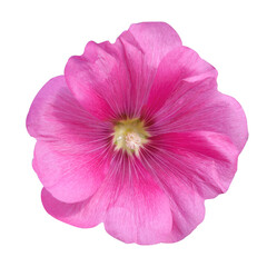 Pink mallow flower on a white background.